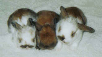 3littlebunnies.jpg